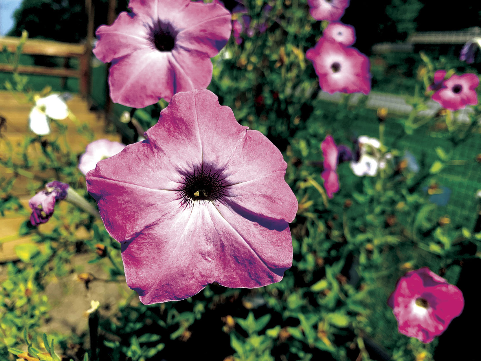 Purple flowers